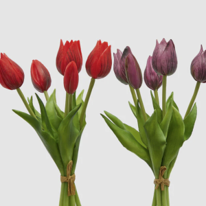 TULIPANO OLIS MZ5PZ (2COL.ASS)H26 C3